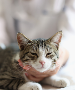zoosalud gato